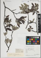 Foto von Salix lapponum L.